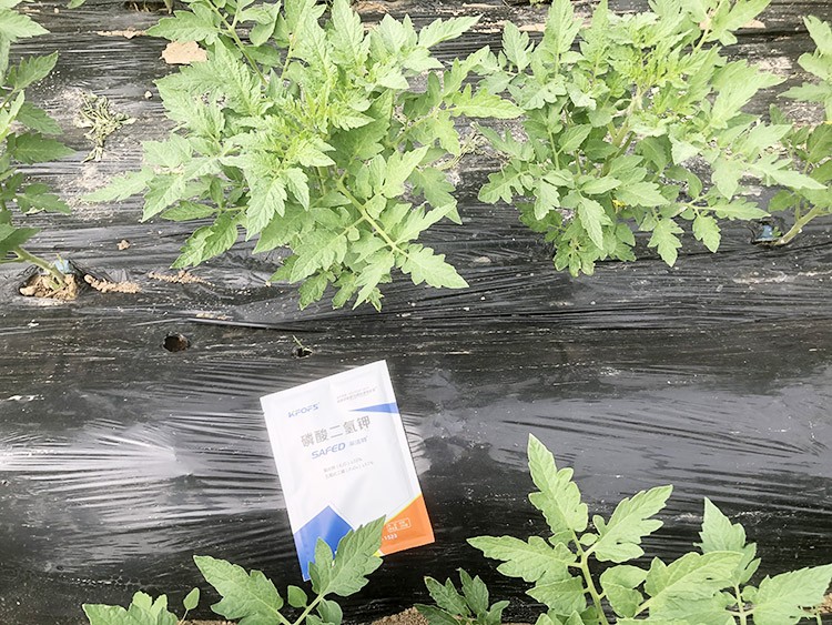 什么牌子的磷酸二氫鉀好？這個答案不要錯過！