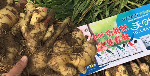 進口水溶肥還不知道沃葉？虧大了！