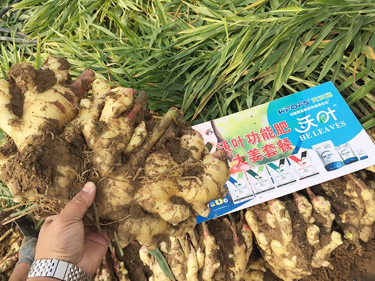 進(jìn)口水溶肥還不知道沃葉？虧大了！