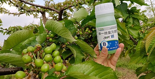 硼肥哪個品牌的好？這款不要錯過！