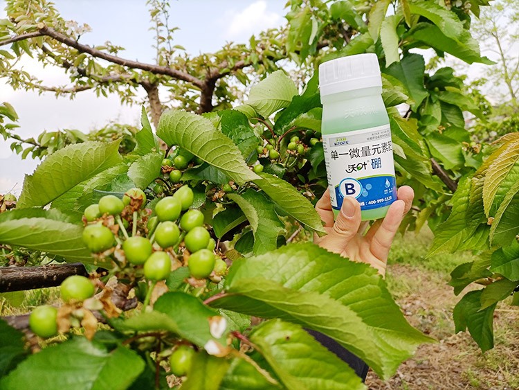 硼肥哪個品牌的好？這款不要錯過！