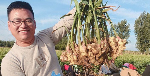 進口水溶肥推薦你選沃葉，這就是原因！