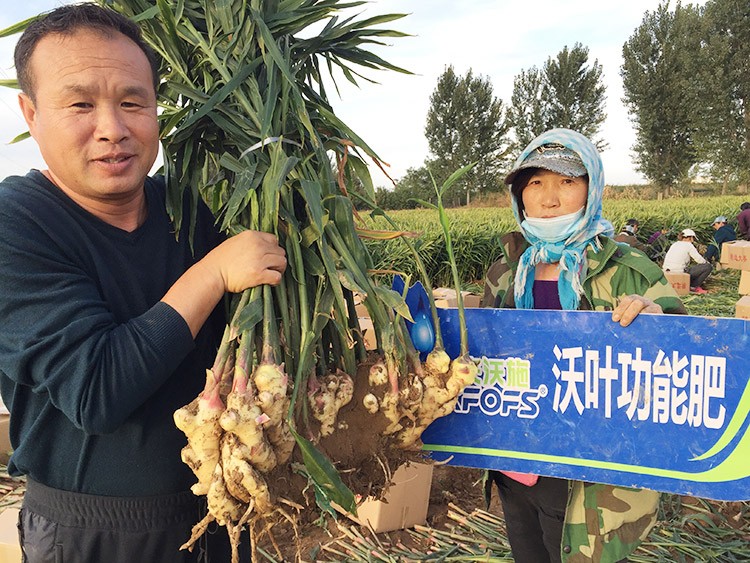 進(jìn)口水溶肥推薦你選沃葉，這就是原因！