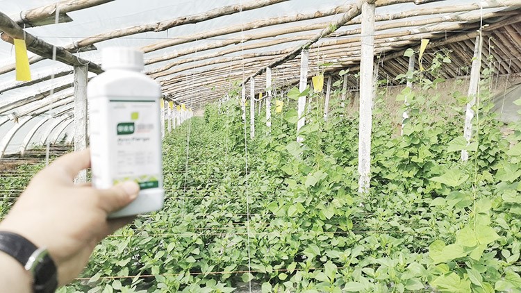 解藥害用什么葉面肥好？