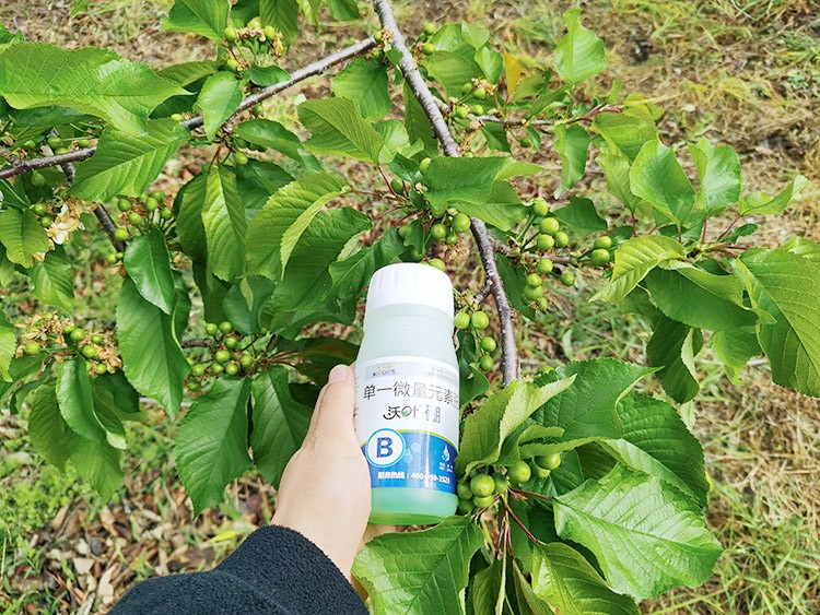 ?；ū９~面肥，她就認(rèn)準(zhǔn)這個牌子！