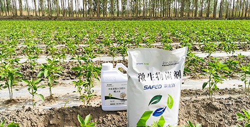 微生物菌肥哪家好？用效果說話！