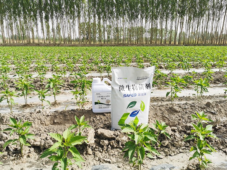 微生物菌肥哪家好？用效果說話！