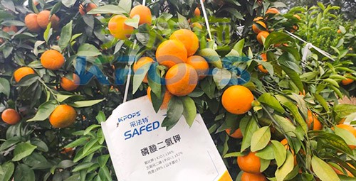 柑橘專用肥選采法特，就是不一樣！