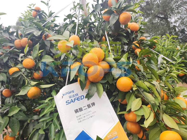 柑橘專用肥選采法特，就是不一樣！