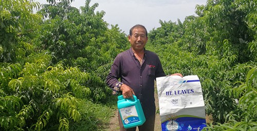 桃樹施什么肥料好，看這一篇就夠了！