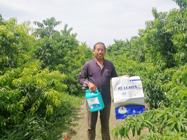 桃樹施什么肥料好，看這一篇就夠了！