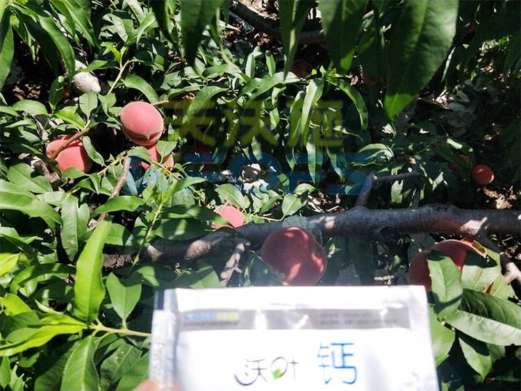 桃樹施什么肥料好，看這一篇就夠了！