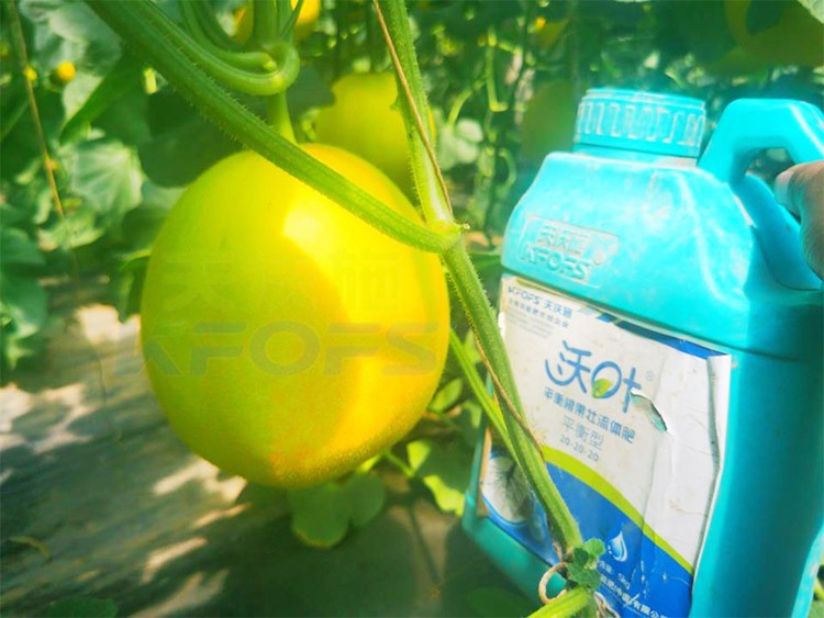 甜瓜用什么肥料更甜，你知道嗎？