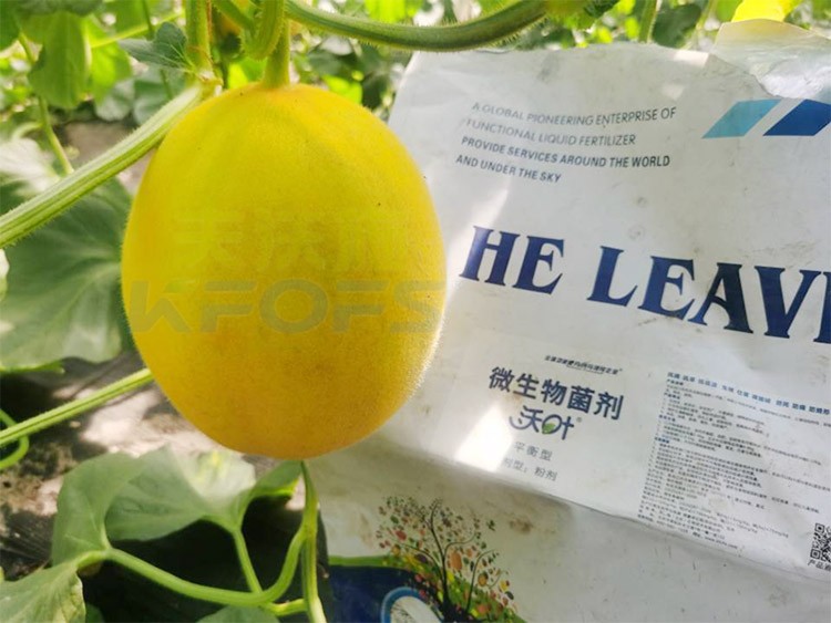 甜瓜用什么肥料更甜，你知道嗎？