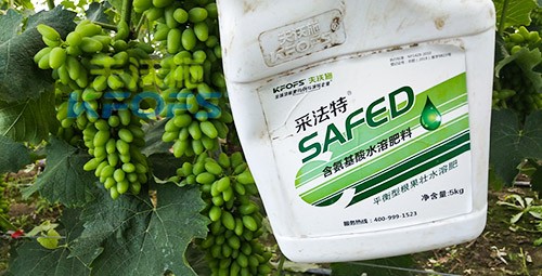 進(jìn)口水溶肥用這個(gè)，葡萄能增產(chǎn)