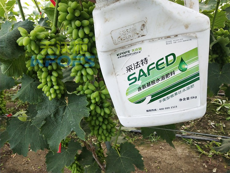 進(jìn)口水溶肥用這個，葡萄能增產(chǎn)