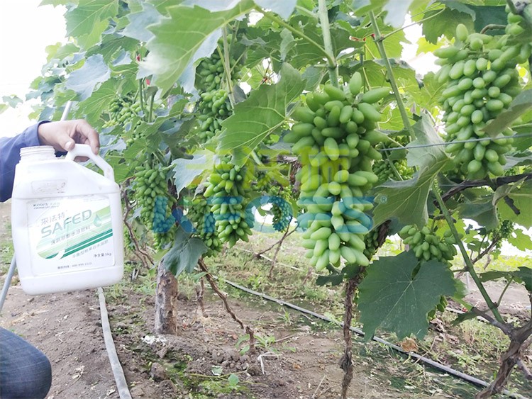 進(jìn)口水溶肥用這個，葡萄能增產(chǎn)