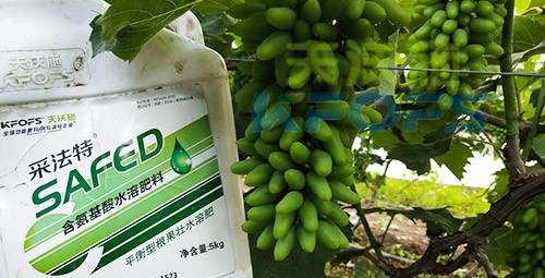 葡萄水溶肥品牌哪個好？案例告訴你！