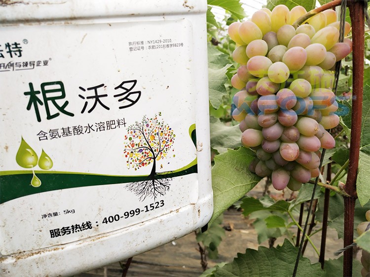 葡萄水溶肥品牌哪個好？案例告訴你！