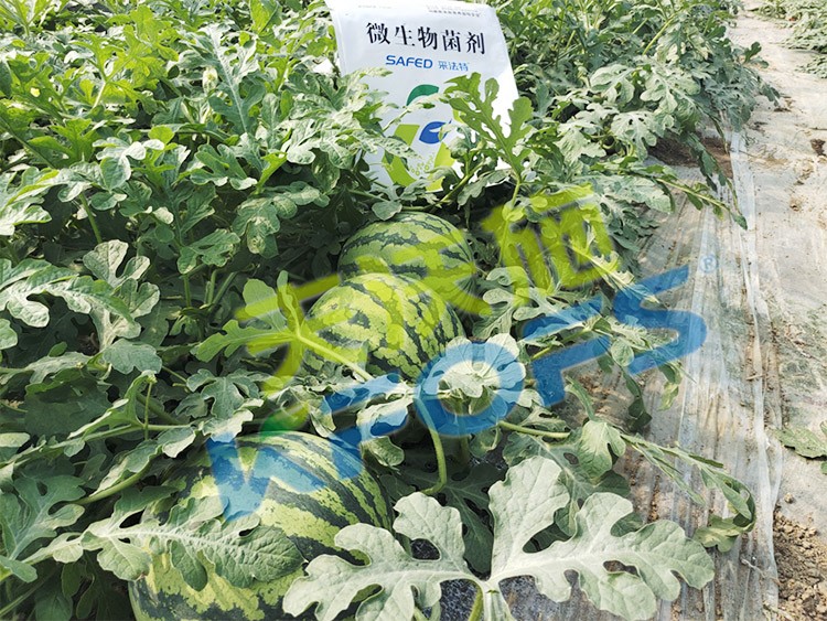西瓜用微生物菌劑，能達(dá)到什么效果？