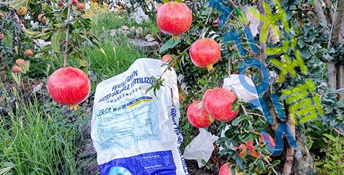 顆粒水溶肥軟籽石榴用，有這三個好處！