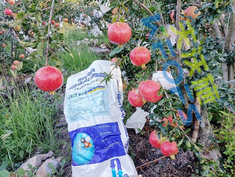 顆粒水溶肥軟籽石榴用，有這三個(gè)好處！