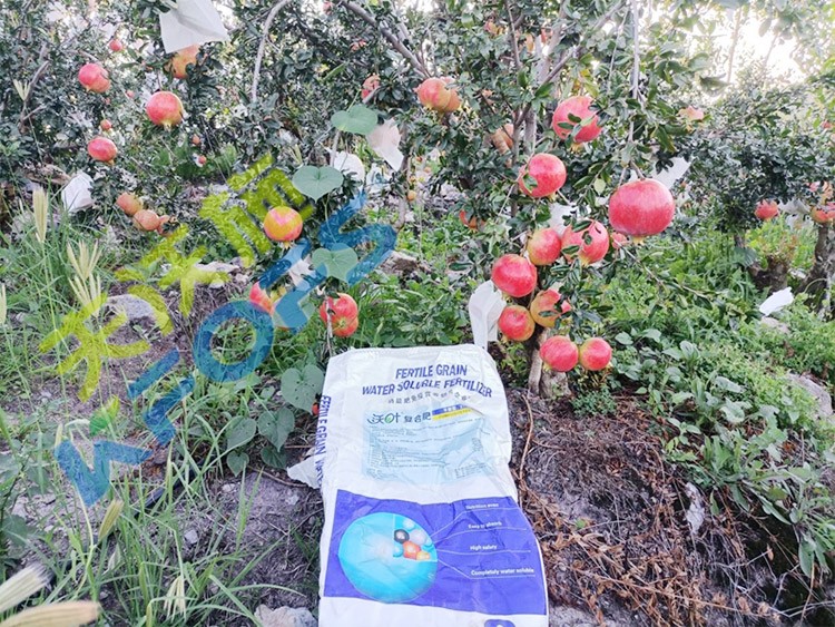 顆粒水溶肥軟籽石榴用，有這三個(gè)好處！