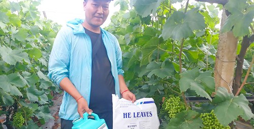 葡萄轉(zhuǎn)色，這幾點(diǎn)你忽視了嗎？