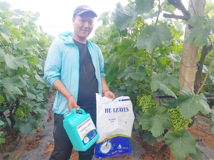 葡萄轉(zhuǎn)色，這幾點你忽視了嗎？