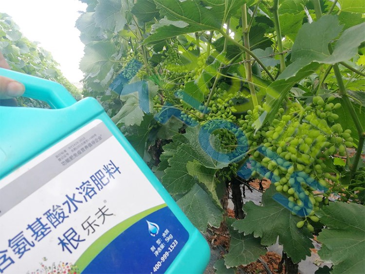 葡萄轉(zhuǎn)色，這幾點你忽視了嗎？