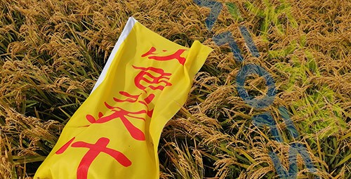 水稻用水溶肥，這三個(gè)方面的效果很明顯！