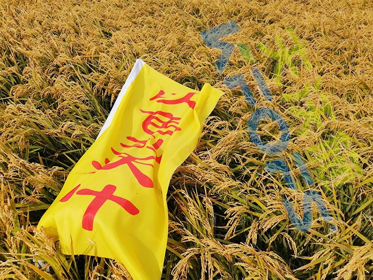 水稻用水溶肥，這三個(gè)方面的效果很明顯！