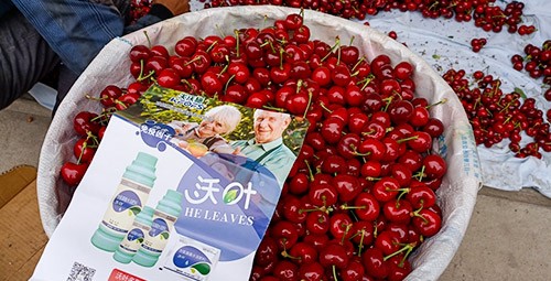 果樹葉面肥哪個(gè)品牌好？