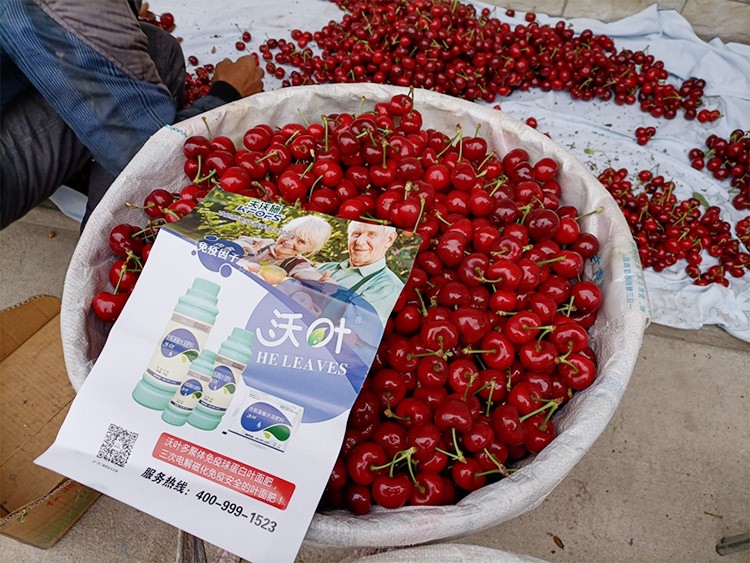 果樹葉面肥哪個品牌好？