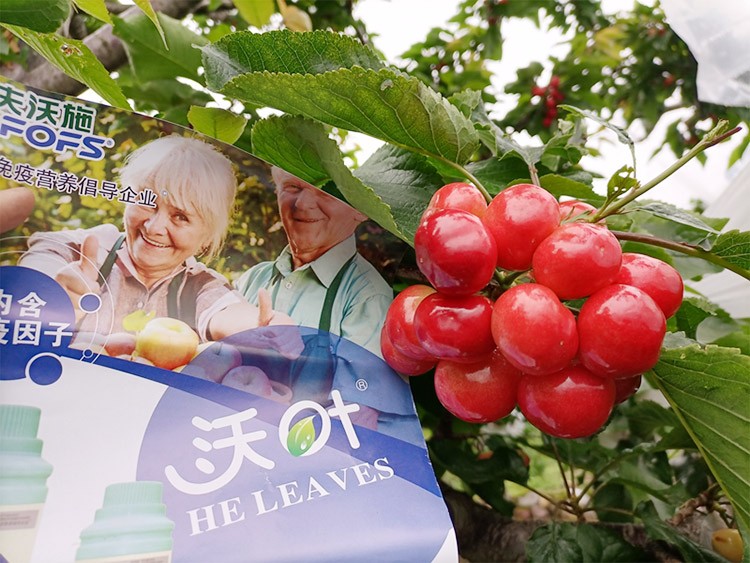 果樹葉面肥哪個品牌好？