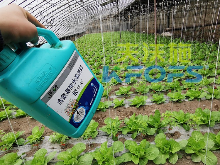 蔬菜用進(jìn)口水溶肥，有什么突出效果？