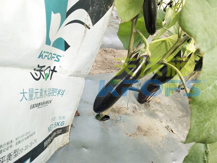 蔬菜用進(jìn)口水溶肥，有什么突出效果？