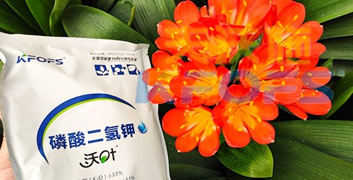 花卉用這款磷酸二氫鉀，效果不一般！