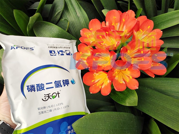 花卉用這款磷酸二氫鉀，效果不一般！