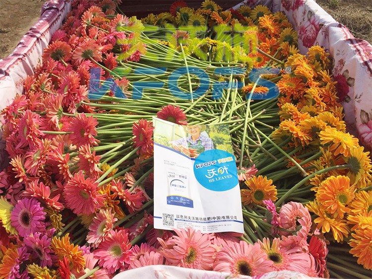 花卉用這款磷酸二氫鉀，效果不一般！