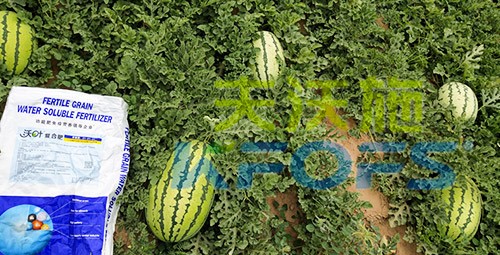 西瓜用什么進(jìn)口水溶肥好？