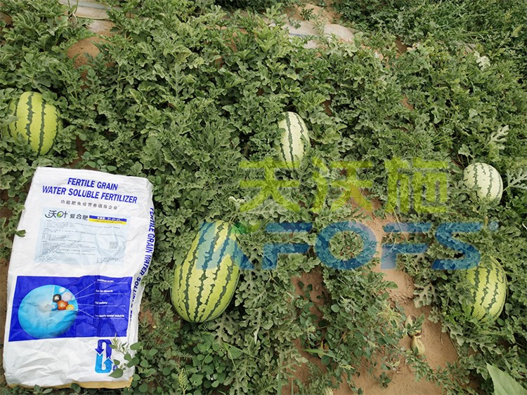 西瓜用什么進口水溶肥好？