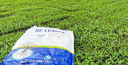 辣椒苗期用什么水溶肥好？