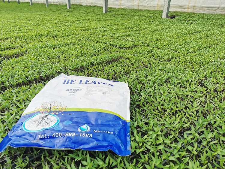 辣椒苗期用什么水溶肥好？