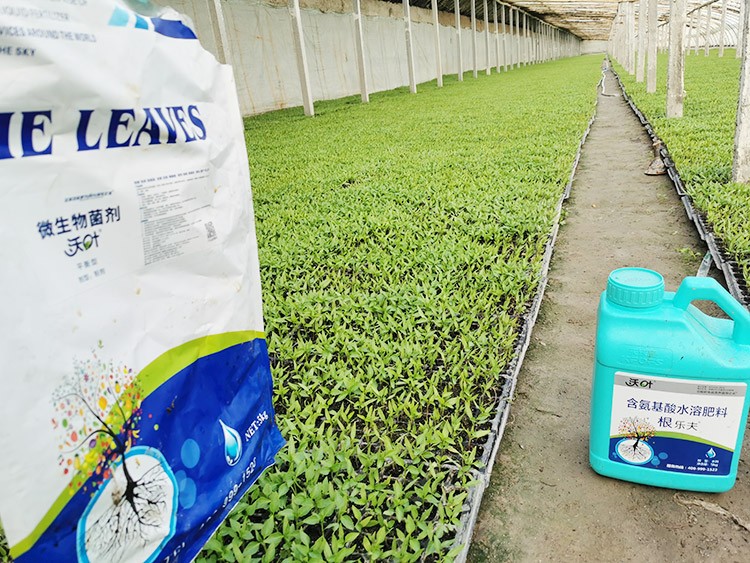 辣椒苗期用什么水溶肥好？