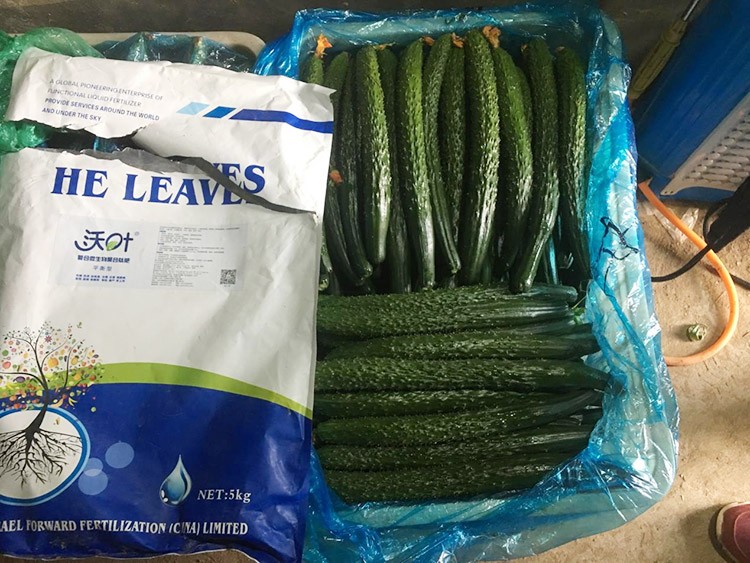 黃瓜用這樣的水溶肥，產(chǎn)量就是高！