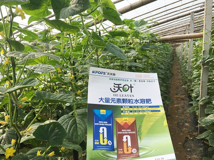 黃瓜用這樣的水溶肥，產(chǎn)量就是高！