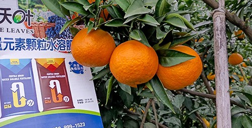 果樹水溶肥什么牌子好？