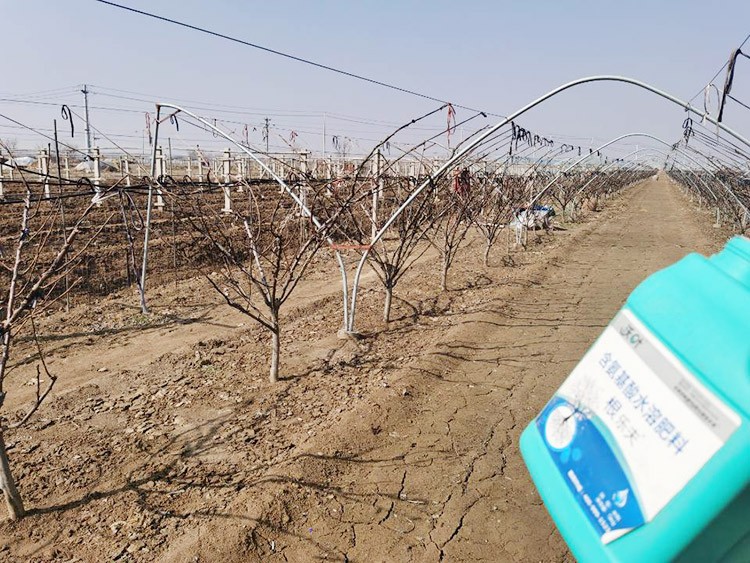 果樹(shù)水溶肥什么牌子好？