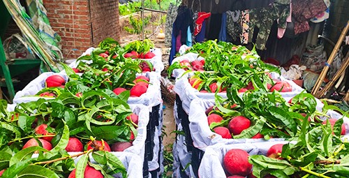 桃樹用什么肥料好？且看這篇！